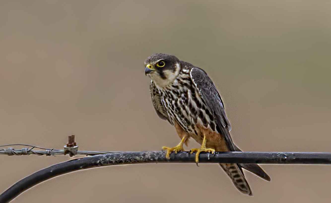 Eurasian Hobby
